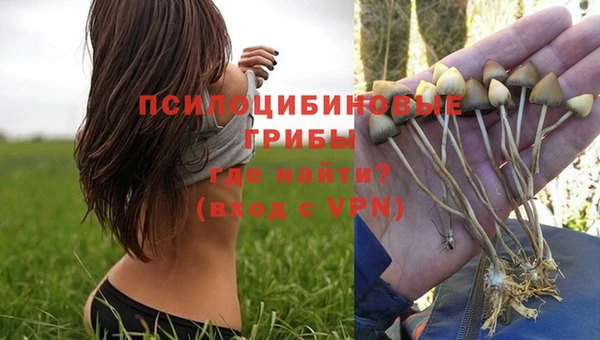 хмурый Белокуриха